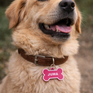 placa para coleira de cão personalizável
