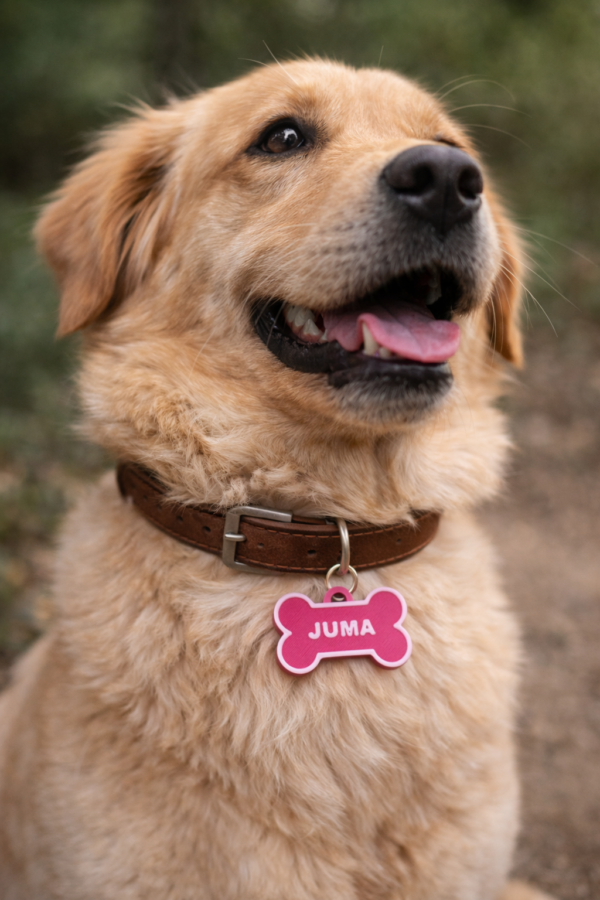 placa para coleira de cão personalizável